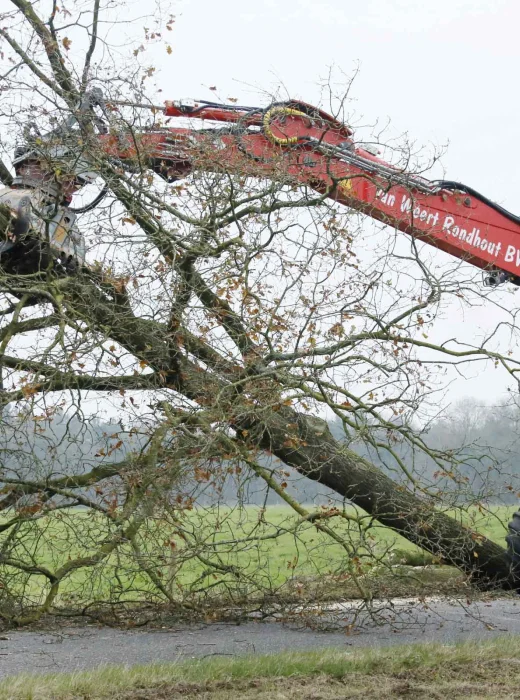 Bomen kappen Breda - Van Weert