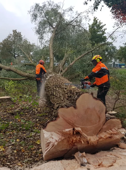 Bomen kappen Roosendaal - Van Weert