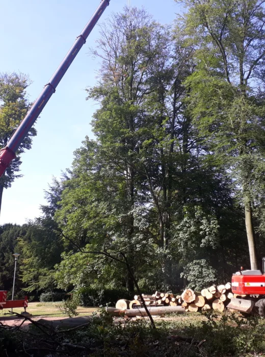 Bomen kappen Roosendaal - Van Weert