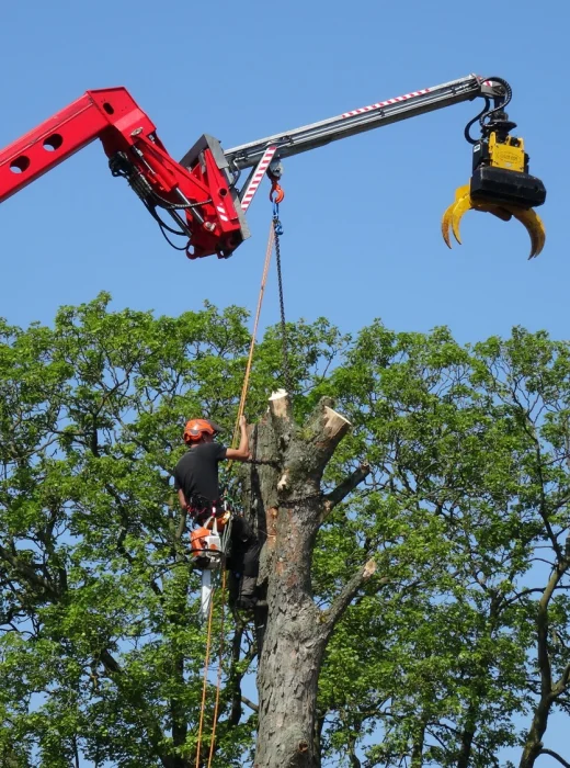 Bomen kappen Eindhoven - Van Weert