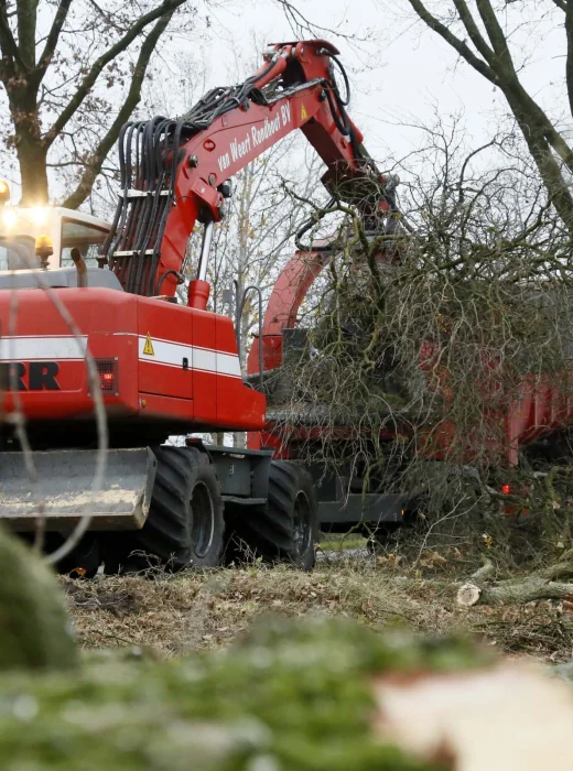 Bomen rooien Den Bosch professioneel