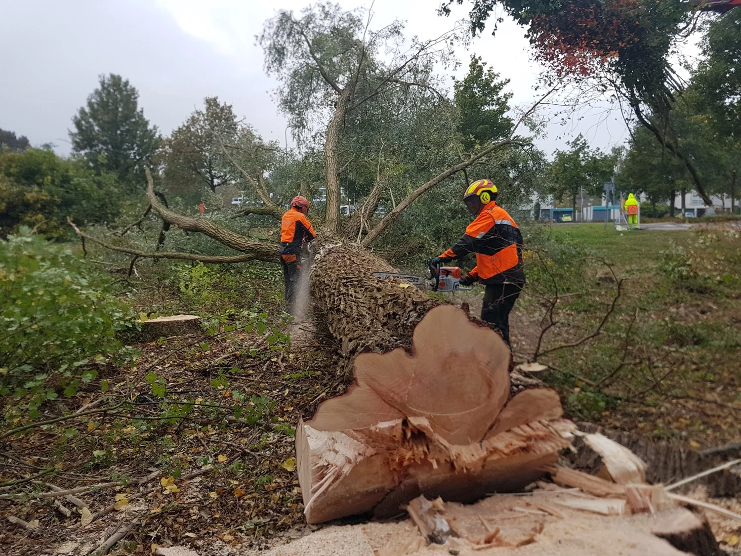 Bomen rooien Moerdijk - Van Weert