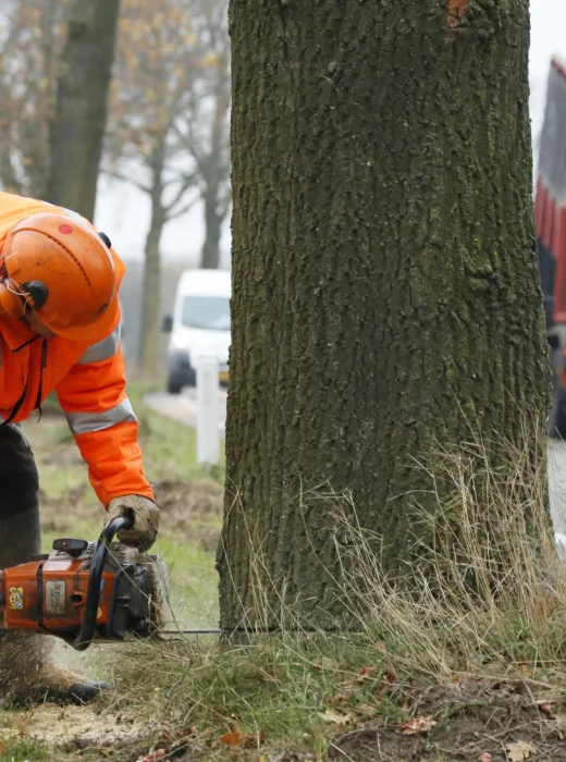 Bomen rooien Oss - Van Weert