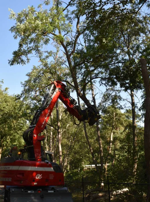 Bomen rooien Oss - Van Weert