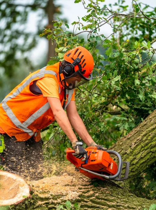 Bomen rooie Roerdalen - Van Weert