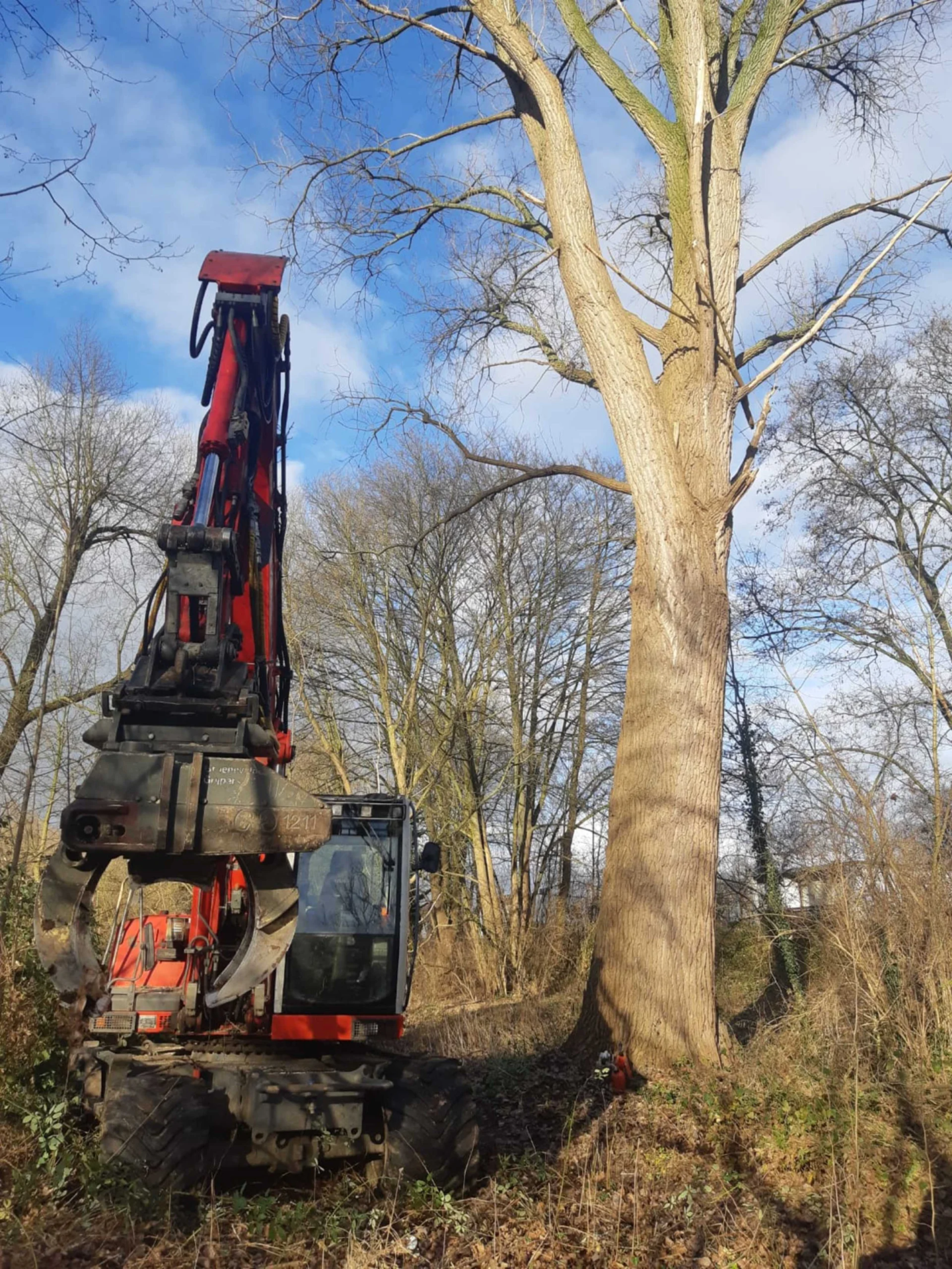 Bomen rooien Waalwijk - Van Weert