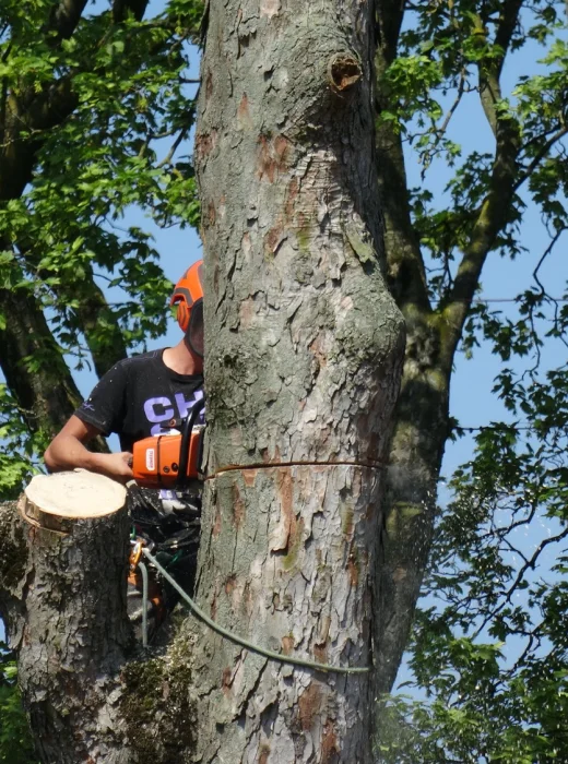 Bomen rooien Waalwijk - Van Weert