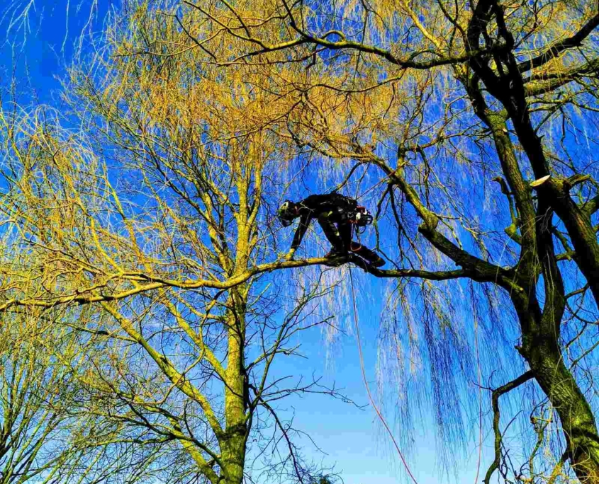 snoeien van boom op hoogte