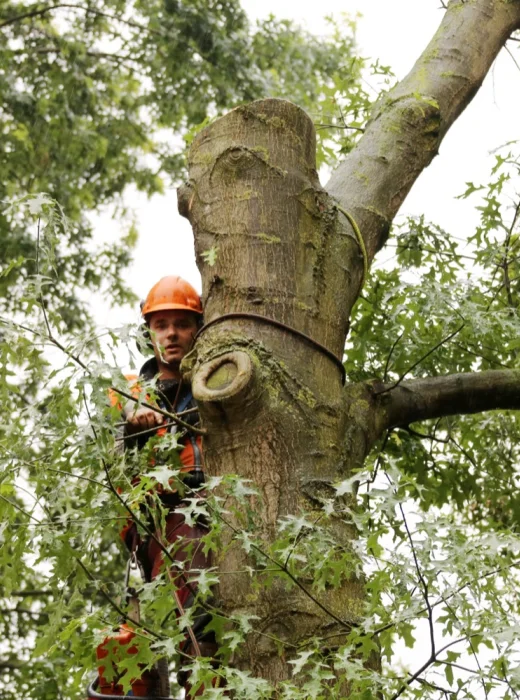 Vakkundig snoeien van boom