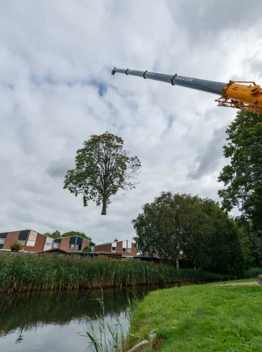 bomen verwijderen in Tilburg door van Weert