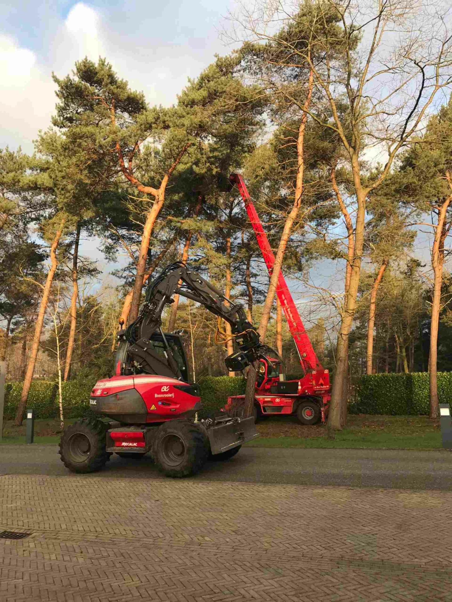 Bomen verwijderen Uden - Van Weert