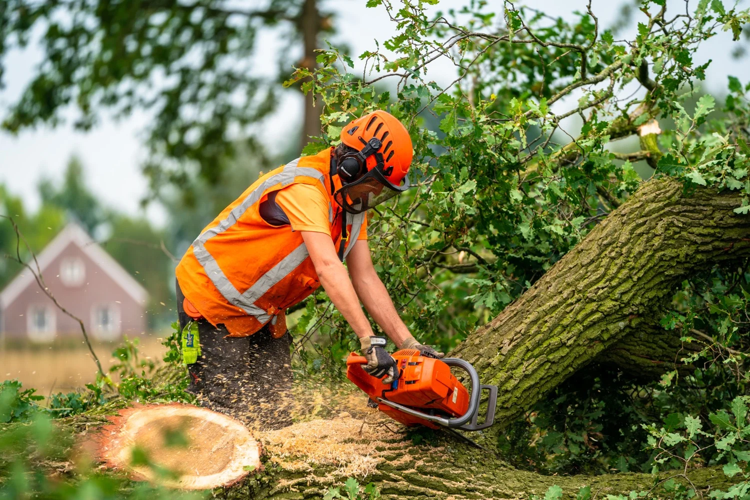 Bomen rooien Etten leur - Van Weert