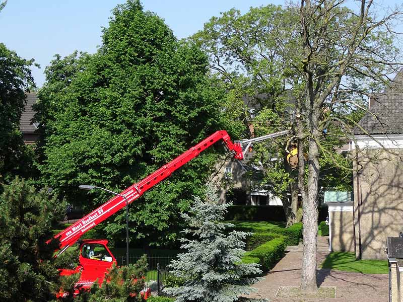 Veilig bomen rooien door specialisten van Van Weert