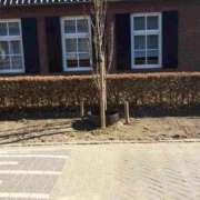 Jonge bomen snoeien - Van Weert