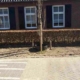 Jonge bomen snoeien - Van Weert