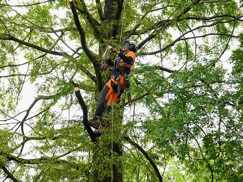 Controle van bomen door Van Weert