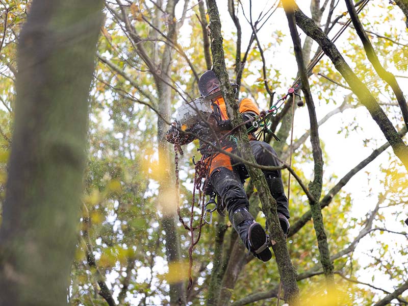 Snoeien van bomen op hoogte door Van Weert