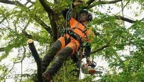 Expert in bomen snoeien Den Bosch