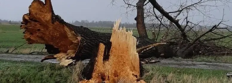 Omgewaaide boom door storm - Van Weert