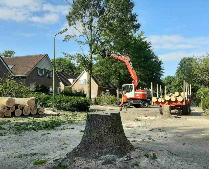 bomen kappen in Kaatsheuvel