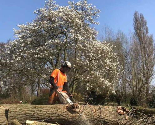 Bomen rooien door Van Weert