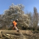 Bomen rooien door Van Weert