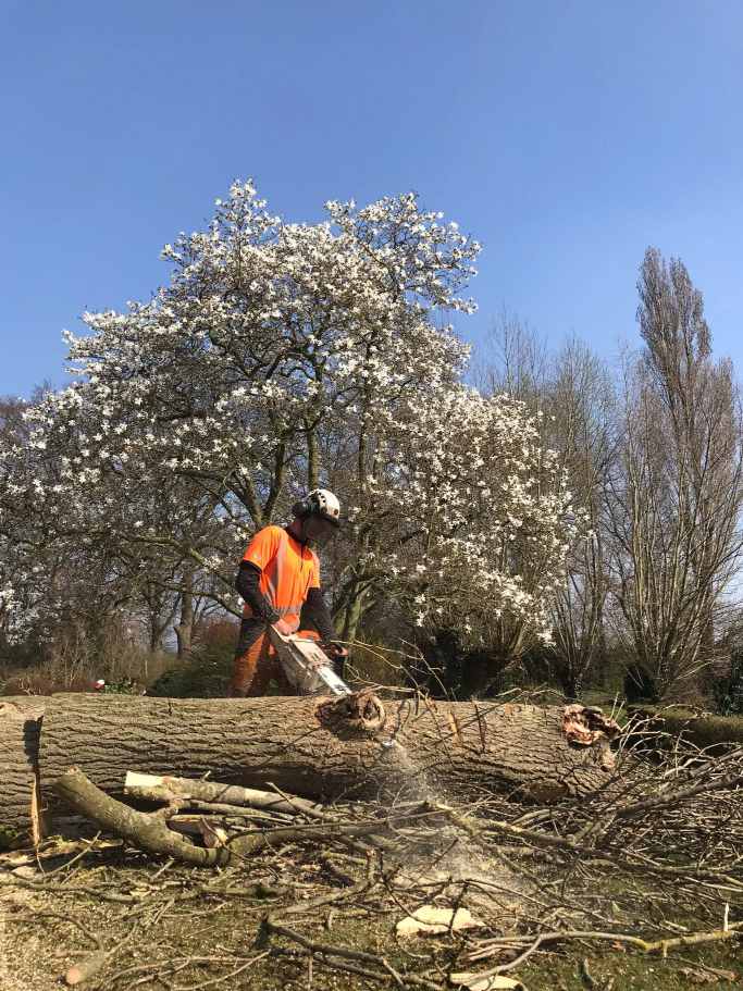 Bomen rooien door Van Weert