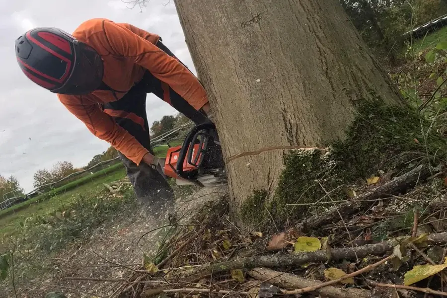 Bomen vellen regio Maastricht