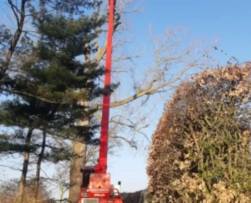 Boom rooien in Etten-Leur - Van Weert