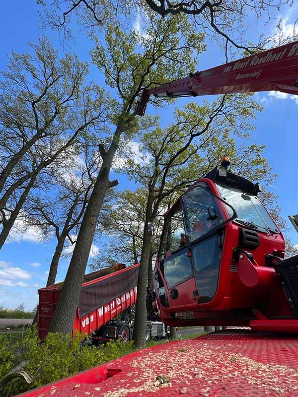 Snoeien van hoge boom in Oss