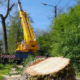 Van Weert boomrooierij Bocholt Limburg