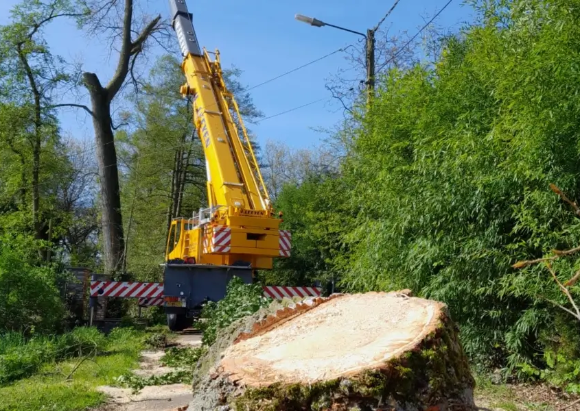 Professioneel bedrijf in bomen rooien