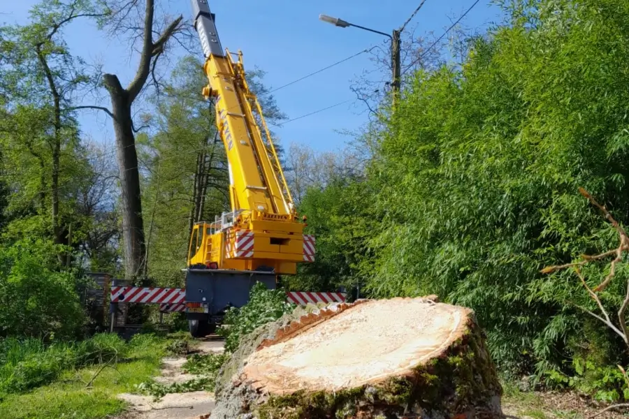 boomstobben verwijderen van weert