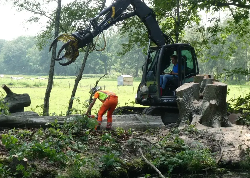 Bomen laten kappen in Den Bosch