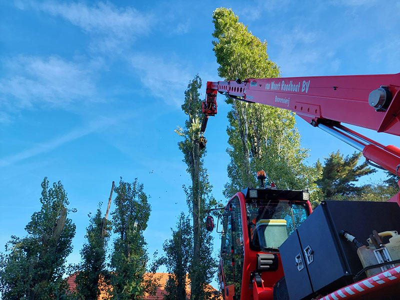 Hoge boom vellen - Van Weert