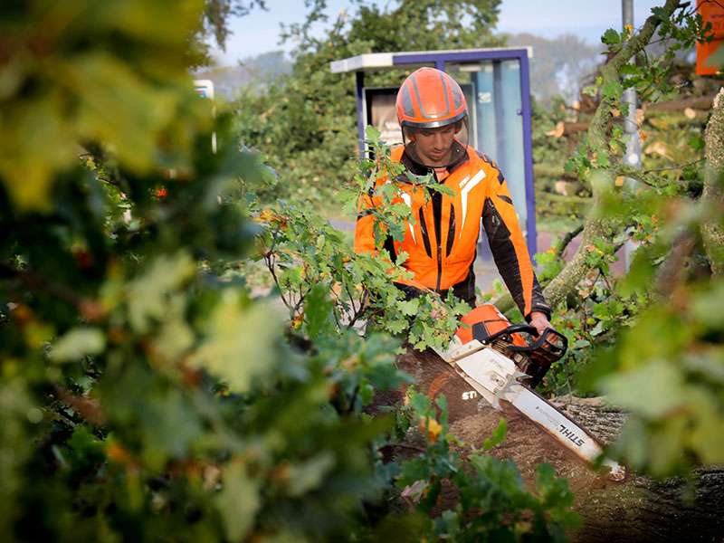 Bomen zagen door specialisten van Van Weert