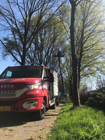 bomen Bernhezen snoeien - Van Weert Rondhout