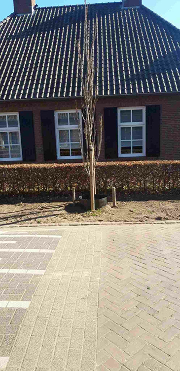 aanbinden van jonge bomen in Eersel