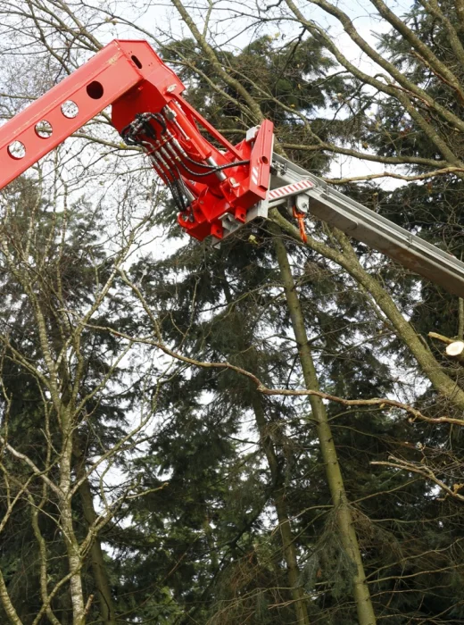 Het verwijderen van bomen in Brabant - Van Weert