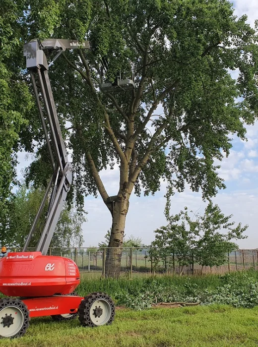 Het snoeien van bomen door specialisten in Meijerstad - Van Weert