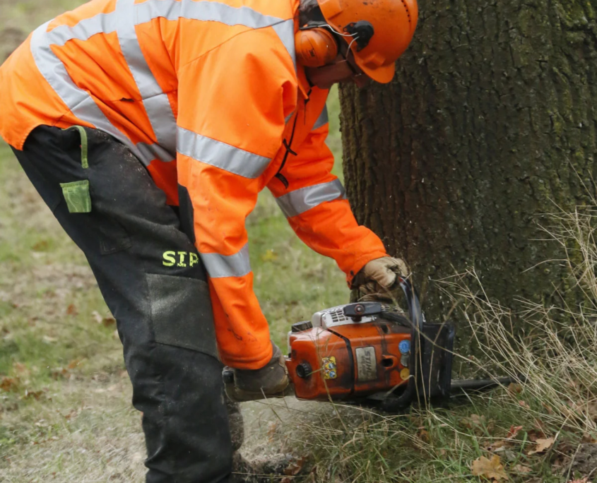 Specialist verwijderd bomen in Brabant - Van Weert