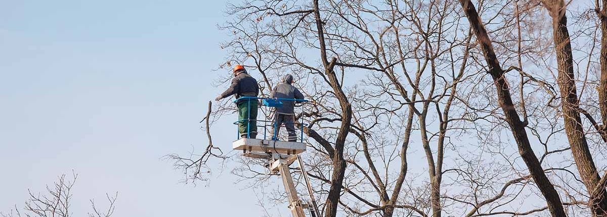 boom snoeien takken verwijderen tuin