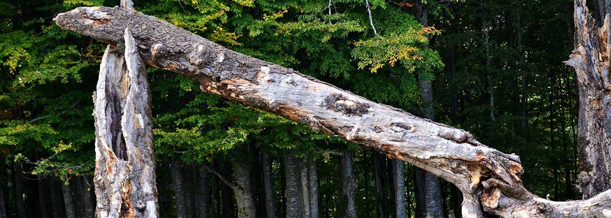 is deze boom dood? Herkenningpunten van een dode boom