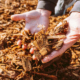 houtsnippers boomschors onkruid tuinonderhoud