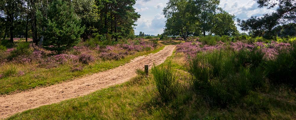 Stikstofdepositie in Noord-Brabant: VAn Weert helpt met landschapsinrichting en natuurherstel