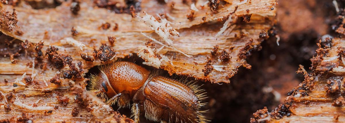 letterzetter kever bomen groenbeheer