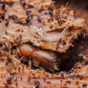 letterzetter kever bomen groenbeheer