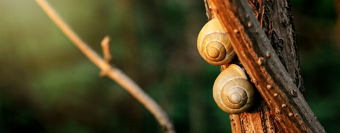 slakken bestrijden in de tuin bomen planten houtsnippers