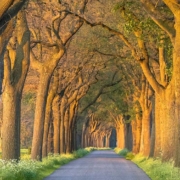 Langdurige droogte verzwakt bomen en vergroot de kans op takbreuk en omvallen. VTA-controles van Van Weert helpen risico’s te beperken en zorgen voor veilig beheer.